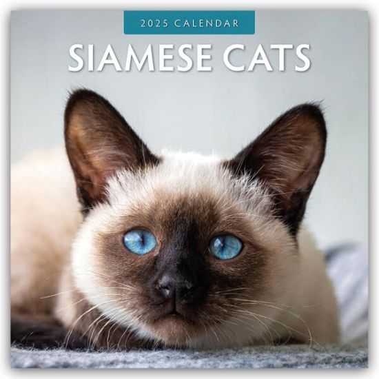 Red Robin: Siamese Cats 2025 Square Wall Calendar