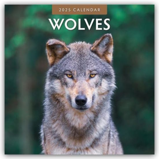 Red Robin Publishing Ltd: Wolves - Wölfe 2025 - 16-Monatskal