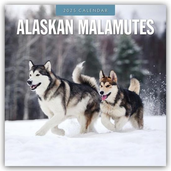 Red Robin: Alaskan Malamutes 2025 Square Wall Calendar