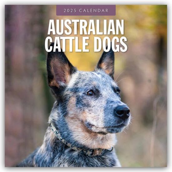 Red Robin: Australian Cattle Dogs 2025 Square Wall Calendar