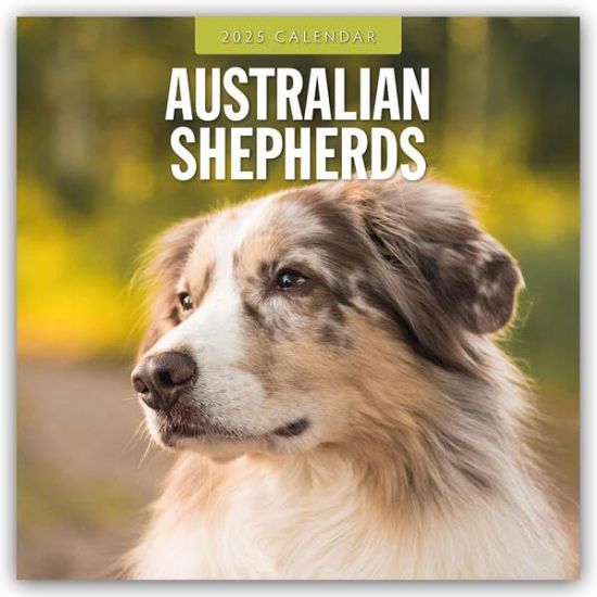 Red Robin: Australian Shepherds 2025 Square Wall Calendar