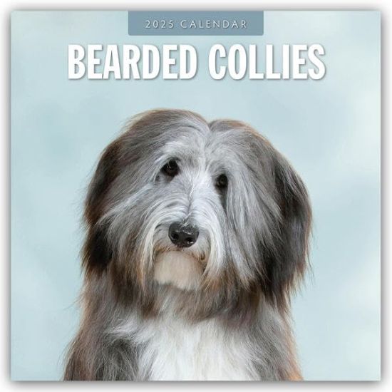 Red Robin: Bearded Collies 2025 Square Wall Calendar