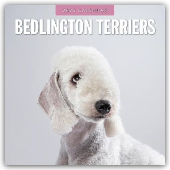 Red Robin: Bedlington Terriers 2025 Square Wall Calendar