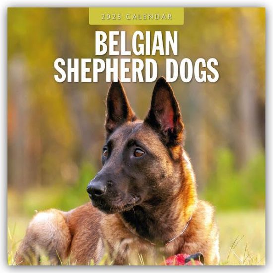 Red Robin: Belgian Shepherd Dogs 2025 Square Wall Calendar