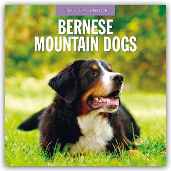 Red Robin: Bernese Mountain Dogs 2025 Square Wall Calendar
