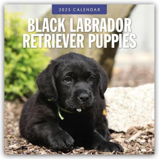 Red Robin: Black Labrador Retriever Puppies 2025 Square Wall