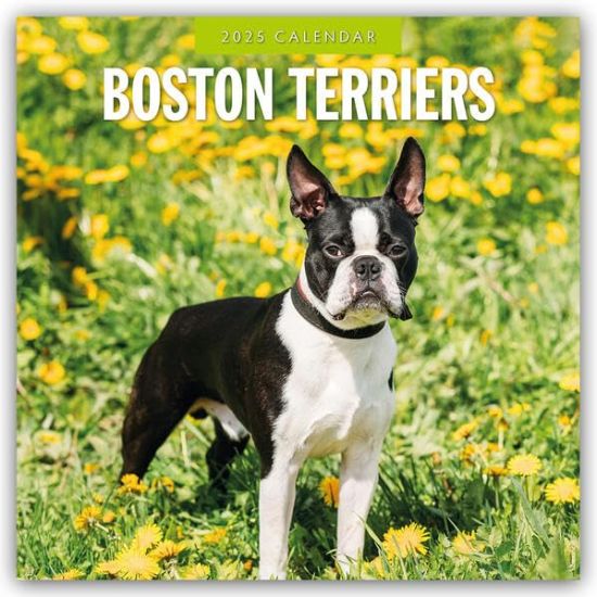 Red Robin: Boston Terriers 2025 Square Wall Calendar