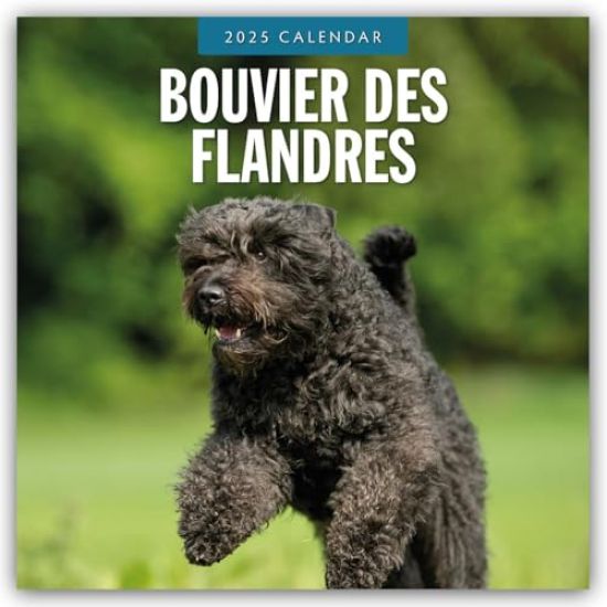 Red Robin: Bouvier des Flandres 2025 Square Wall Calendar