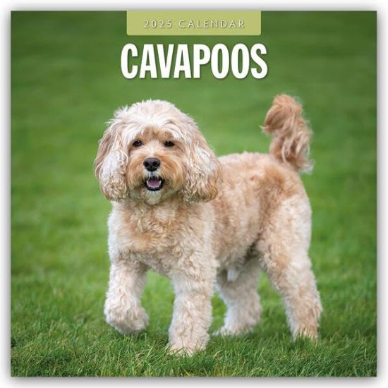 Red Robin: Cavapoos 2025 Square Wall Calendar