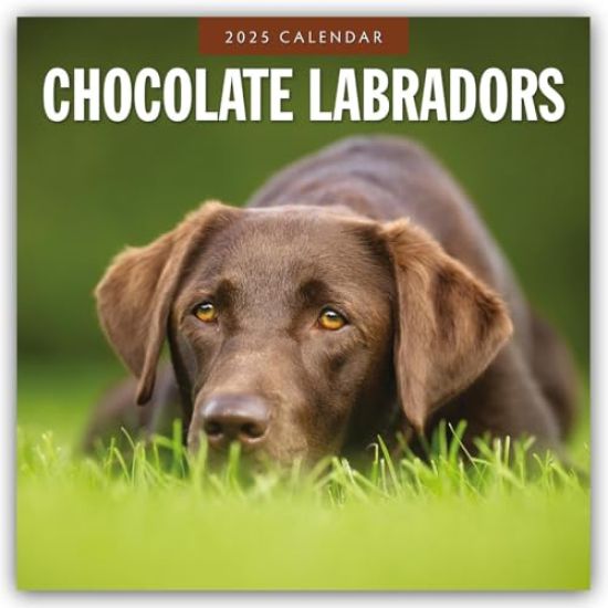 Red Robin: Chocolate Labradors 2025 Square Wall Calendar