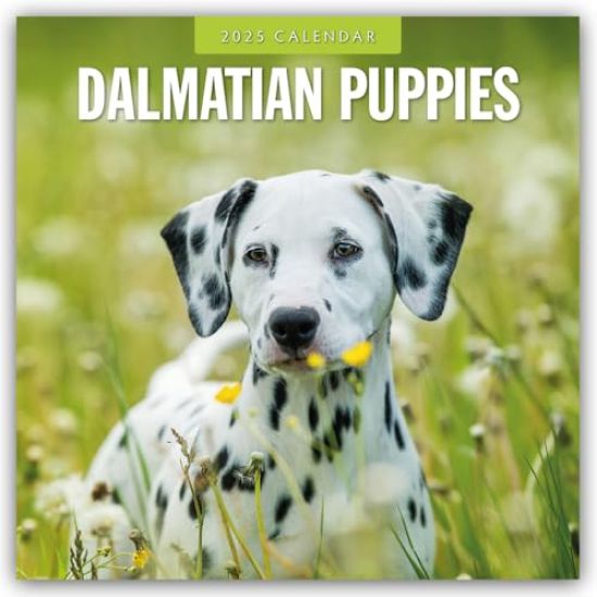 Red Robin: Dalmatian Puppies 2025 Square Wall Calendar