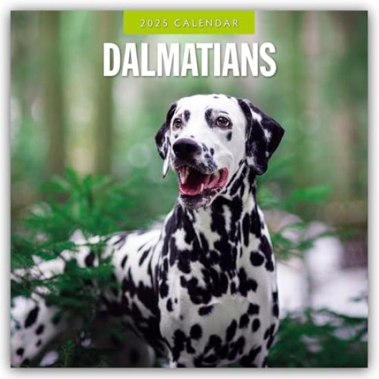 Red Robin: Dalmatians 2025 Square Wall Calendar