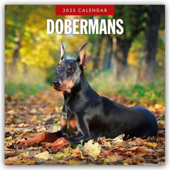 Red Robin: Dobermans 2025 Square Wall Calendar