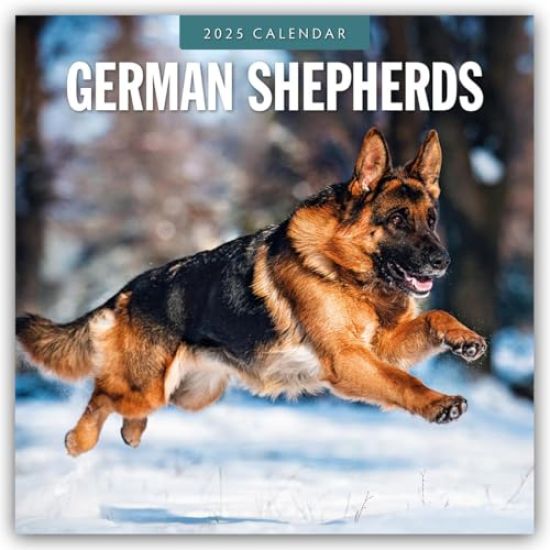 Red Robin: German Shepherds 2025 Square Wall Calendar