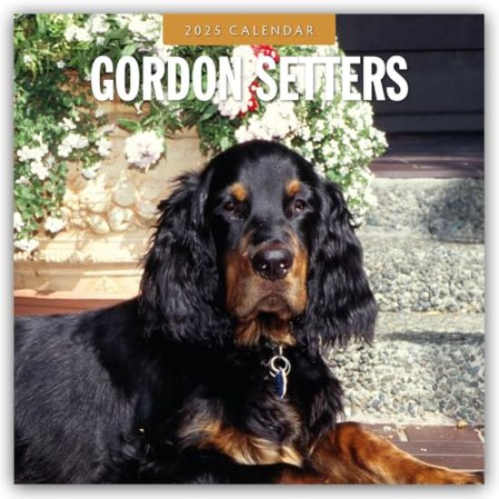 Red Robin: Gordon Setters 2025 Square Wall Calendars