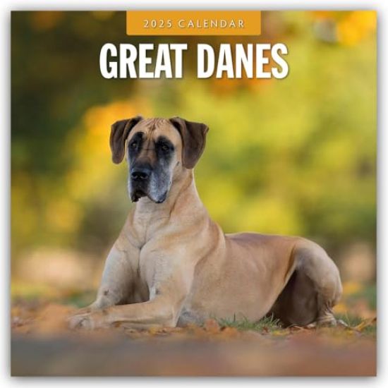 Red Robin: Great Danes 2025 Square Wall Calendar