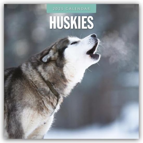 Red Robin: Huskies 2025 Square Wall Calendar