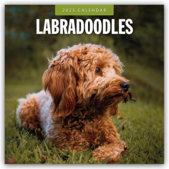 Red Robin: Labradoodles 2025 Square Wall Calendar