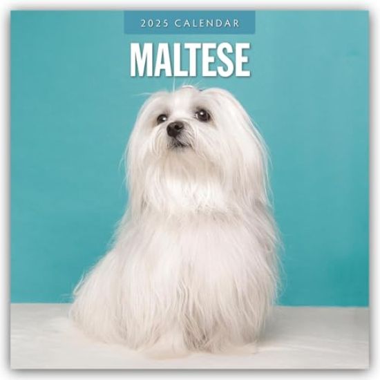 Maltese - Malteser 2025 - 16-Monatskalender