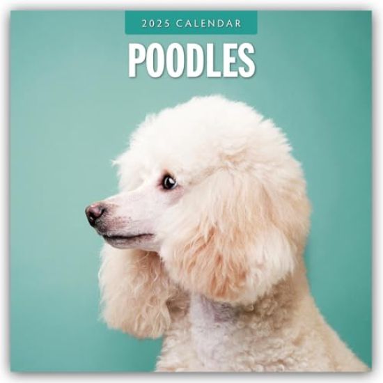 Red Robin: Poodles 2025 Square Wall Calendars