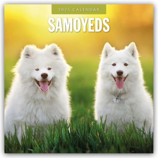 Red Robin: Samoyeds 2025 Square Wall Calendar