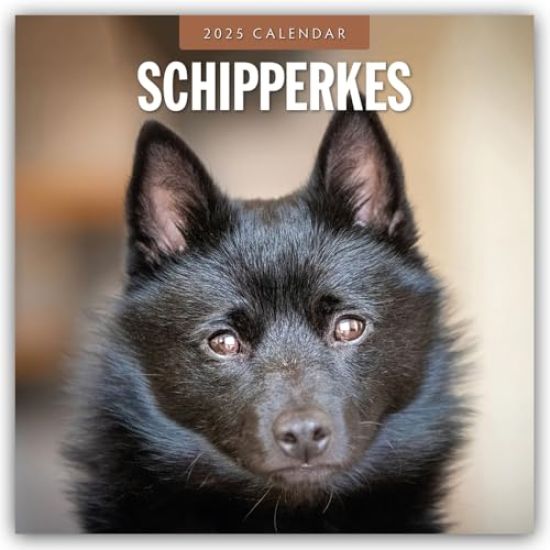 Red Robin: Schipperkes 2025 Square Wall Calendar
