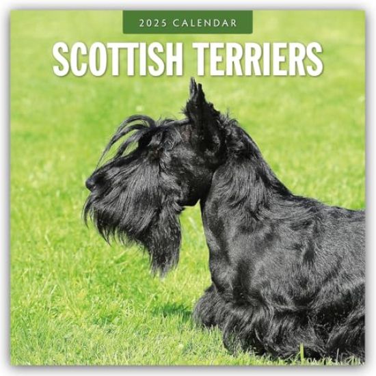 Red Robin: Scottish Terriers 2025 Square Wall Calendar