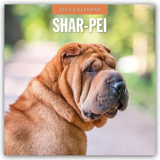 Shar-pei 2025 Square Wall Calendar