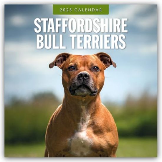 Red Robin: Staffordshire Bull Terriers 2025 Square Wall Cale