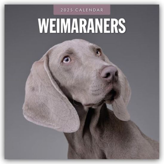 Red Robin: Weimaraners 2025 Square Wall Calendar