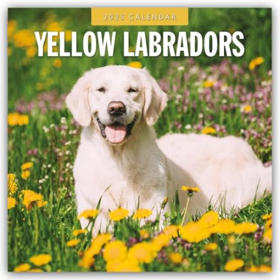 Red Robin: Yellow Labradors 2025 Square Wall Calendar