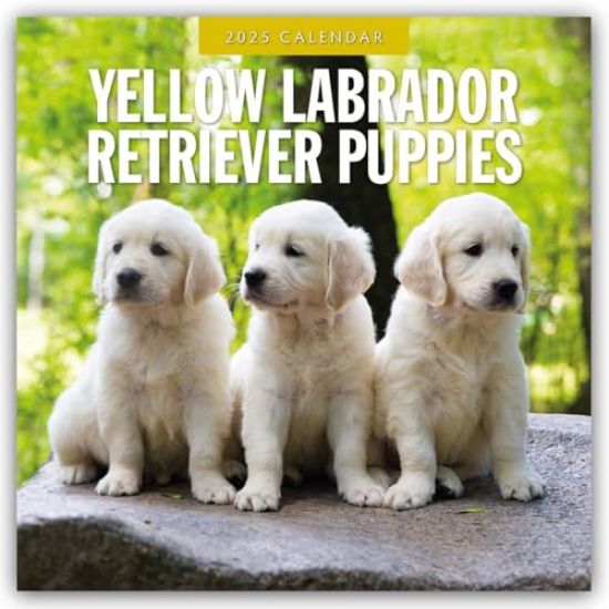 Yellow Labrador Retriever Puppies 2025 Square Wall Calendar