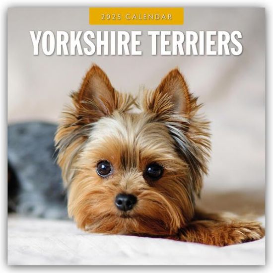 Yorkshire Terriers 2025 Square Wall Calendar