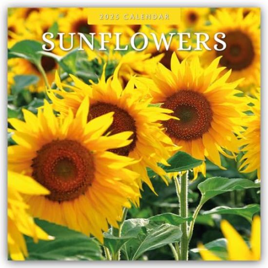 Sunflowers 2025 Square Wall Calendar