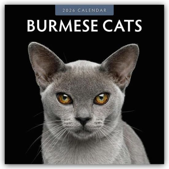 Burmese Cats - Burma-Katzen - Burmese 2026 - 16-Monatskalender