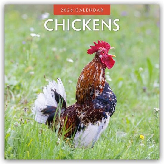 Chickens - Hühner 2026 - 16-Monatskalender
