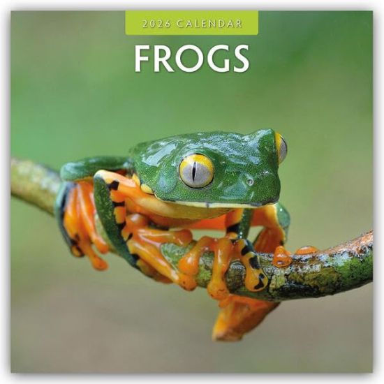 Frogs - Frosch - Frösche 2026 - 16-Monatskalender