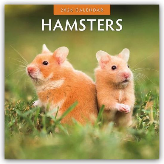 Hamsters - Hamster 2026 - 16-Monatskalender