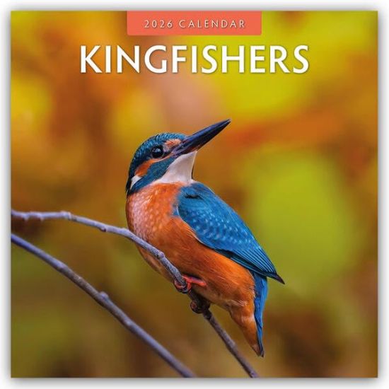 Kingfishers - Eisvögel 2026 - 16-Monatskalender