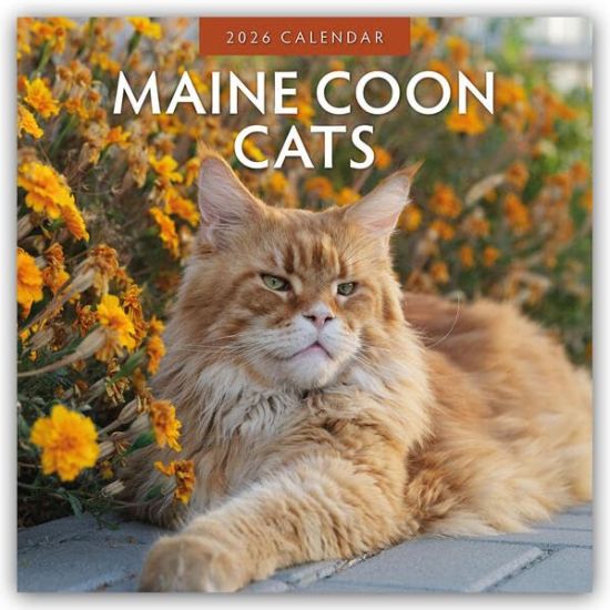 Maine Coon Cats - Maine Coon Katzen 2026 - 16-Monatskalender