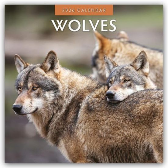 Wolves - Wölfe 2026 - 16-Monatskalender