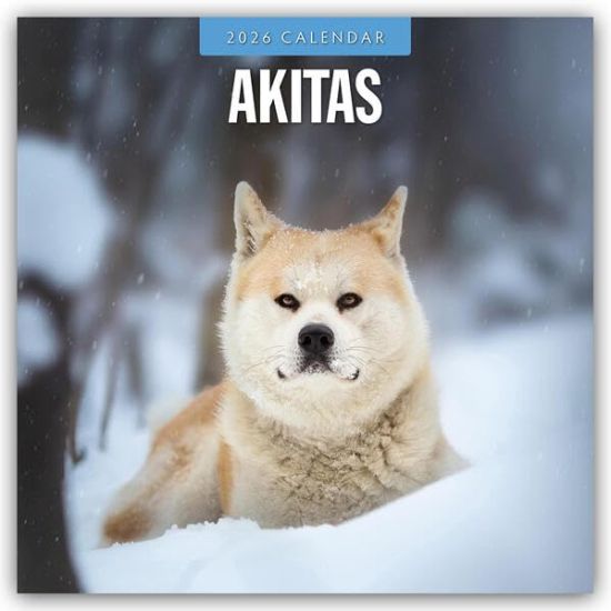Akitas - Akita 2026 - 16-Monatskalender