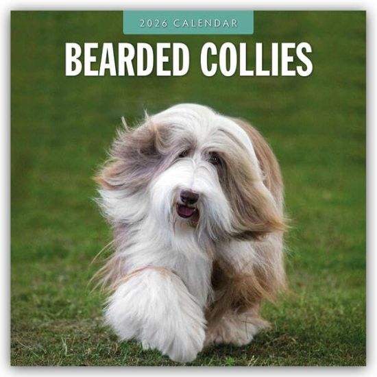 Bearded Collies - Bearded Collie 2026 - 16-Monatskalender