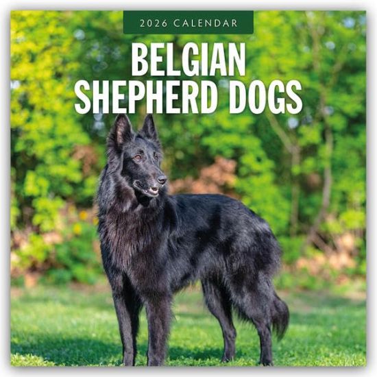 Belgian Shepherd - Belgischer Schäferhund 2026 - 16-Monatskalender