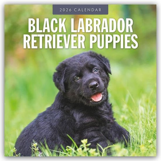 Black Labrador Retriever Puppies - Schwarze Labrador Retriever Welpen 2026 - 16-Monatskalender