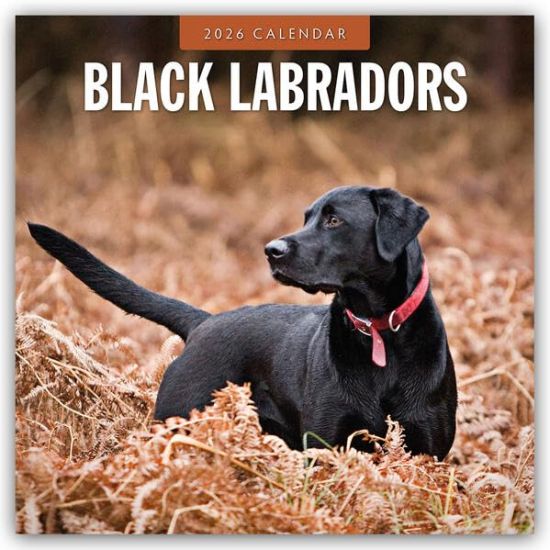 Black Labrador Retrievers - Schwarze Labrador Retriever 2026 - 16-Monatskalender