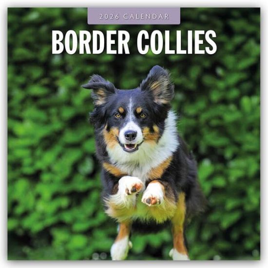 Border Collies - Border Collie 2026 - 16-Monatskalender
