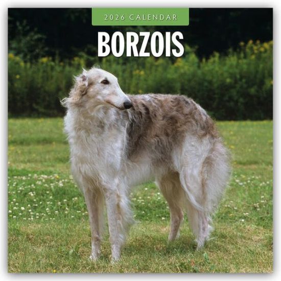 Borzois - Barsoi - Barzaia - Russischer Wolfshund 2026 - 16-Monatskalender