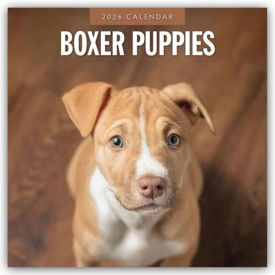 Boxer Puppies - Deutsche Boxer Welpen 2026 - 16-Monatskalender