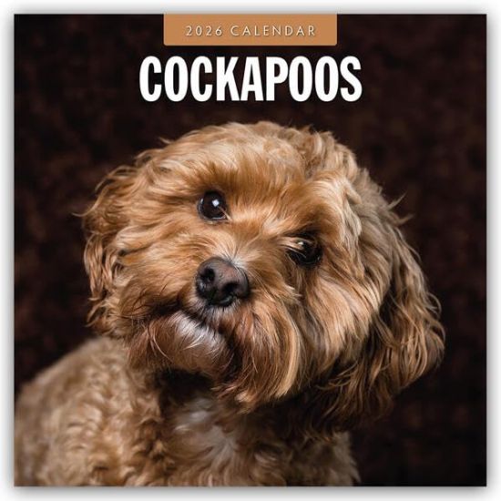 Cockapoos - Cockapoo 2026 - 16-Monatskalender